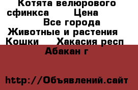 Котята велюрового сфинкса. .. › Цена ­ 15 000 - Все города Животные и растения » Кошки   . Хакасия респ.,Абакан г.